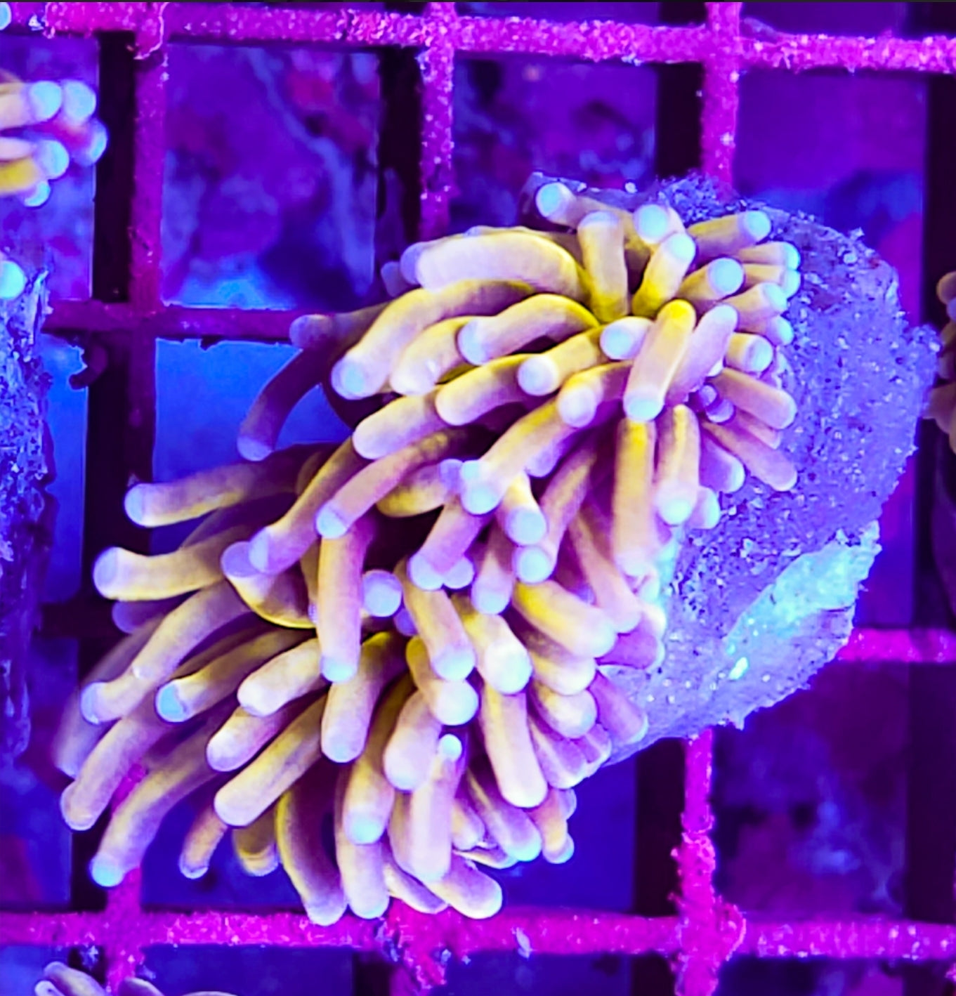 WYSIWYG 2 heads SCC Golden Banana Torch coral new