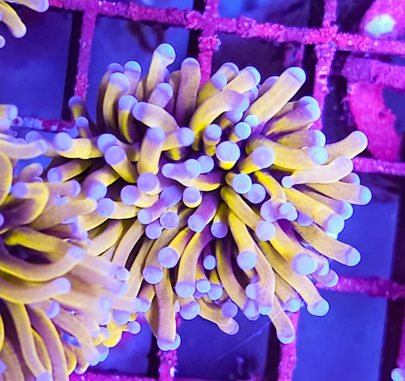 WYSIWYG SCC Golden Banana Torch coral new