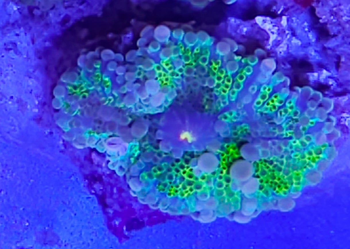 WYSIWYG Ultra Yuma coral new