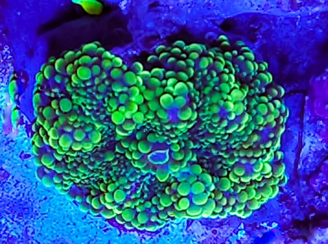 WYSIWYG Ultra Yuma coral new