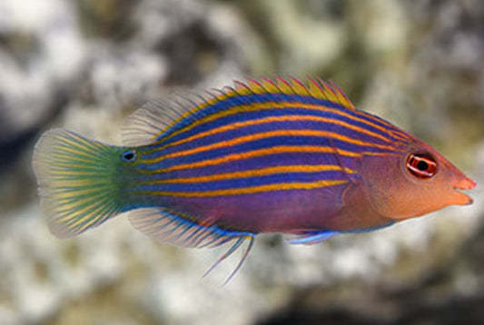 Six Line Wrasse new