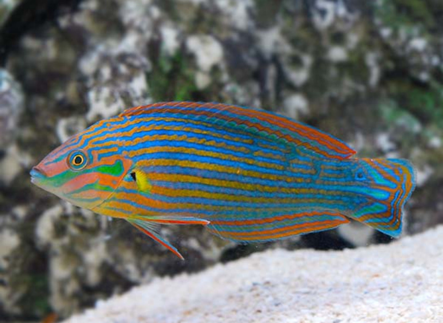 Melanurus Wrasse