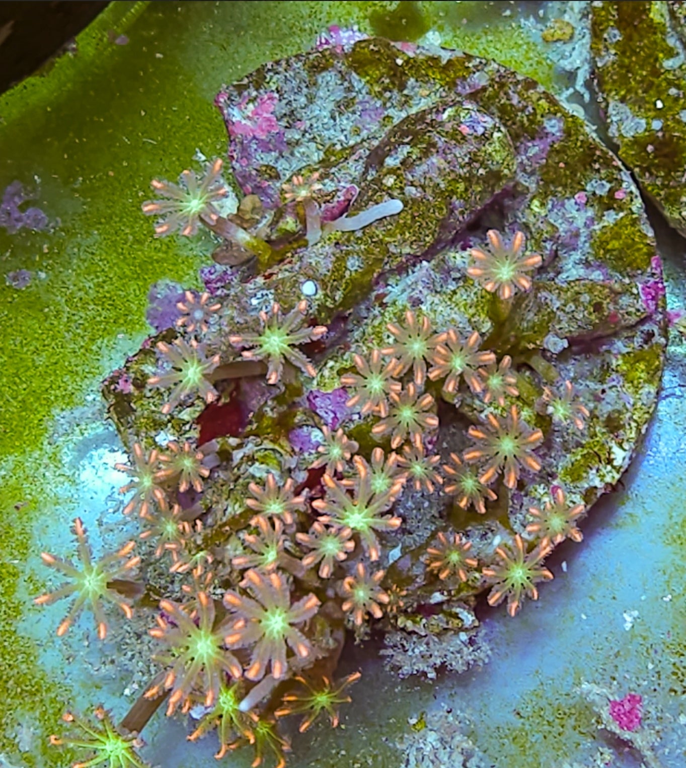 WYSIWYG Rainbow Clove Polyp coral colony new