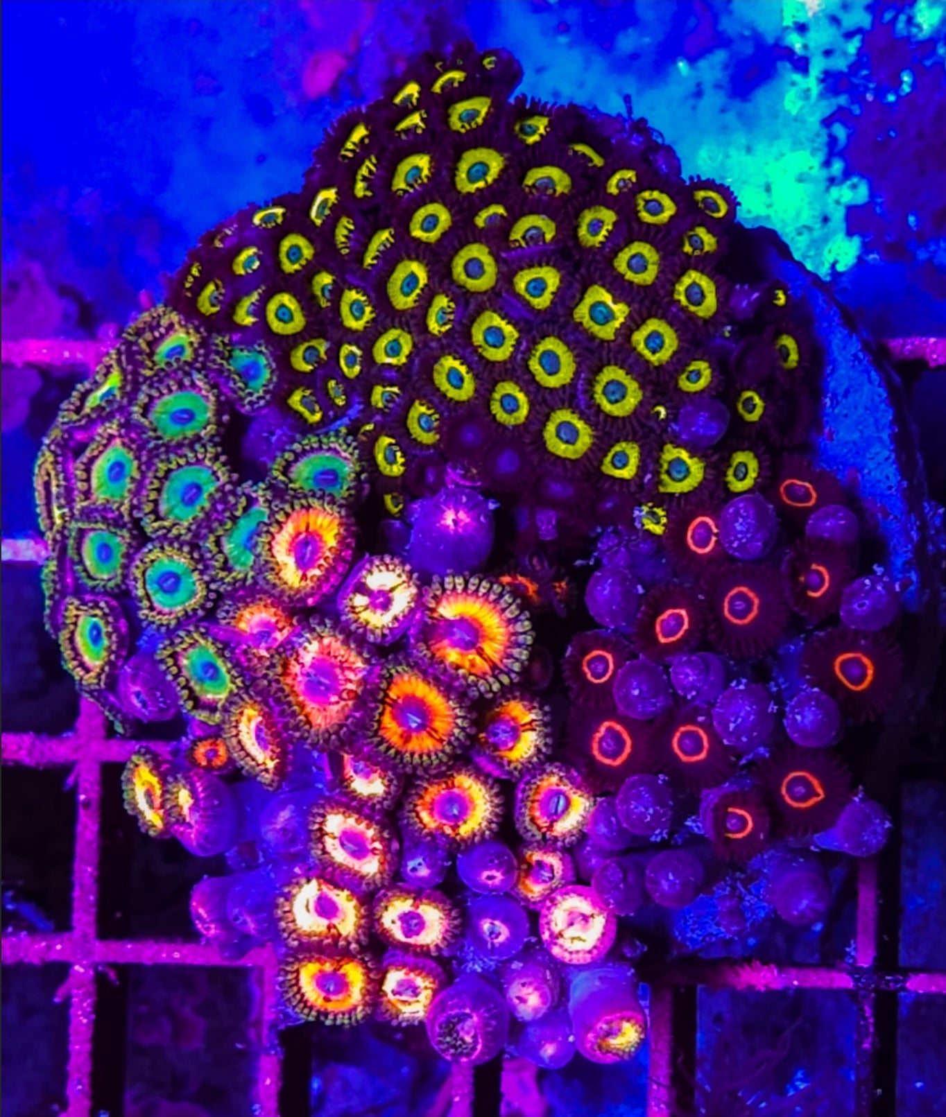 WYSIWYG Candy Zoa Rock mix coral new
