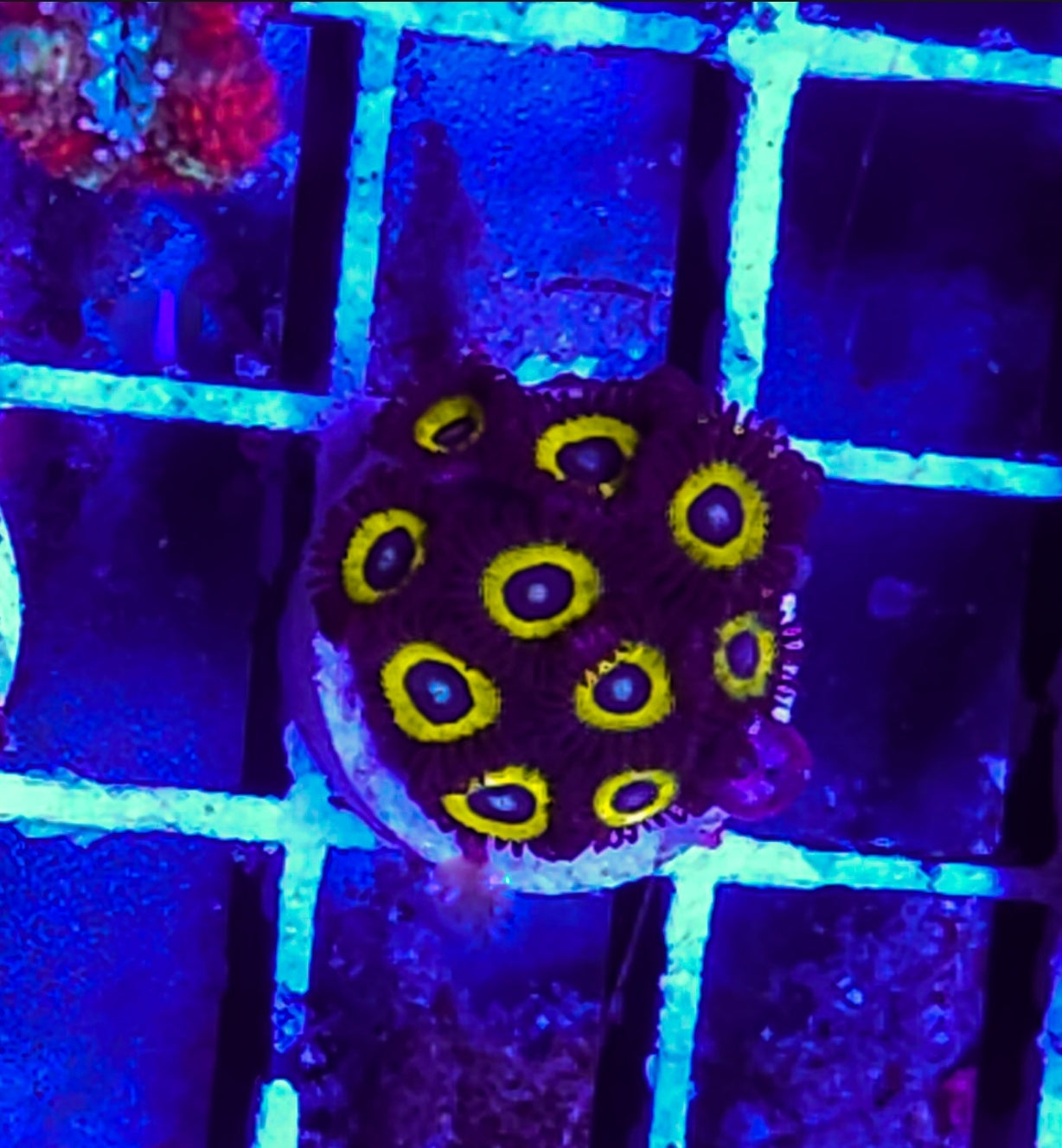 WYSIWYG SCC Angel Eyes zoa coral colony new