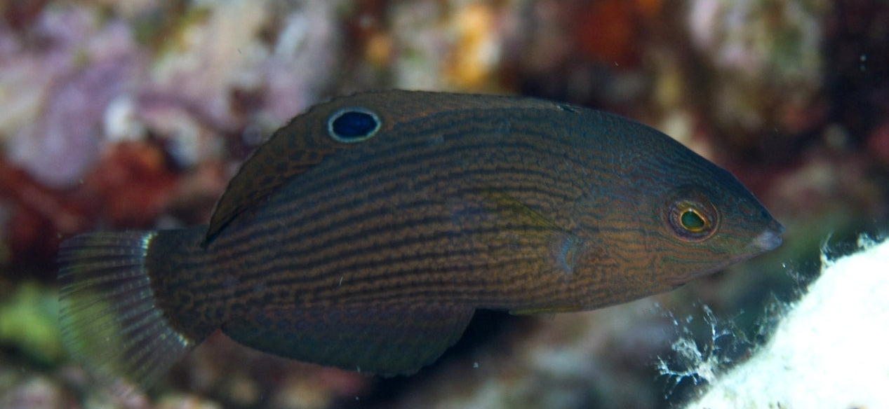 Dusky Wrasse new