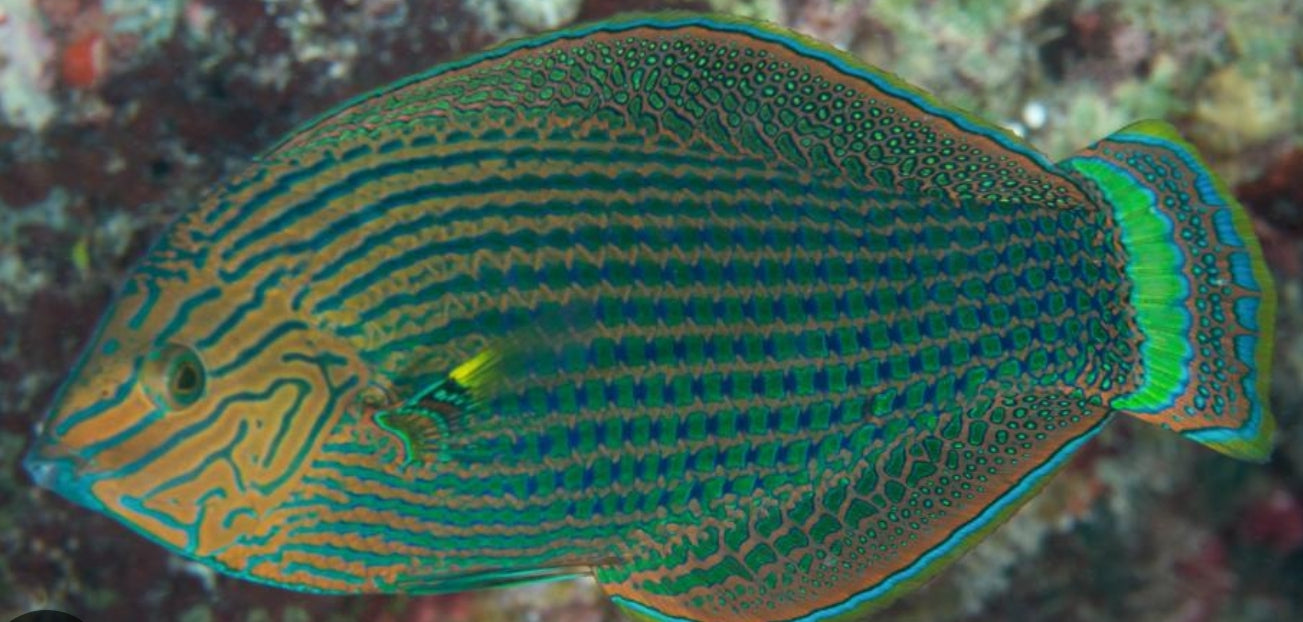 Dusky Wrasse new