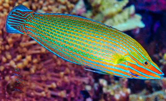 Richmonds Wrasse L/G new