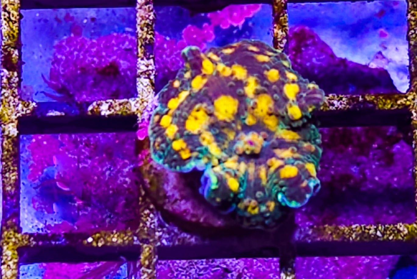 WYSIWYG SCC Rainbow Funk Discosoma mushroom new