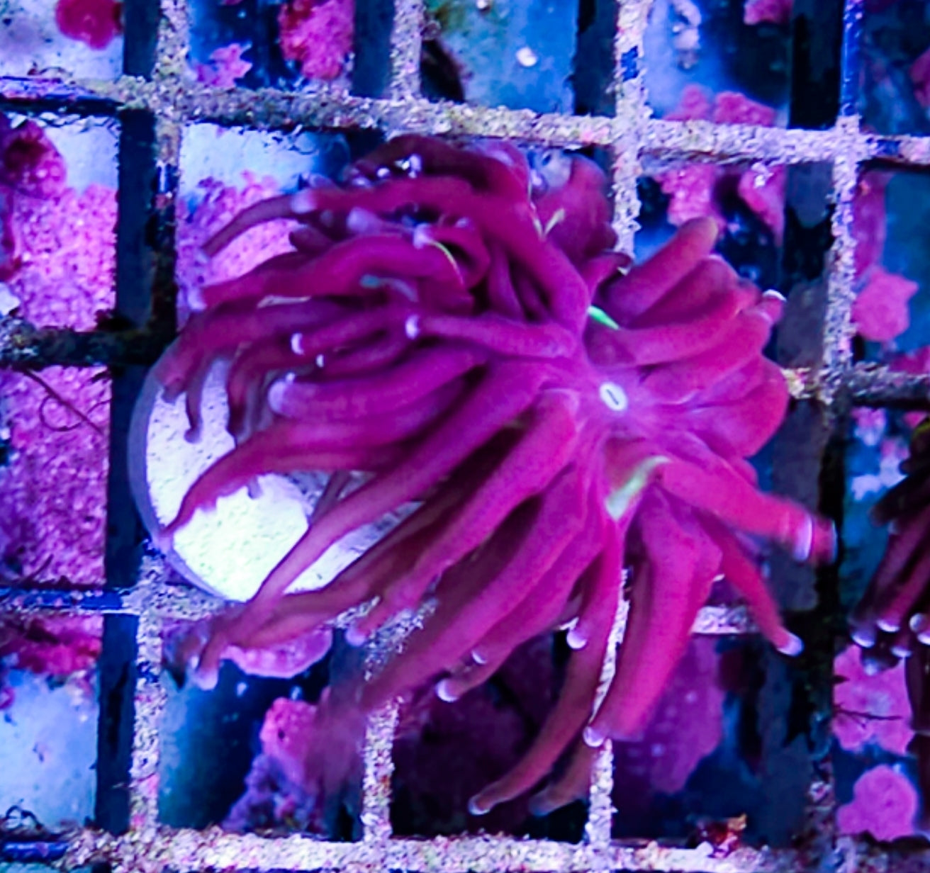 WYSIWYG SCC Red Rum Banana Torch coral new