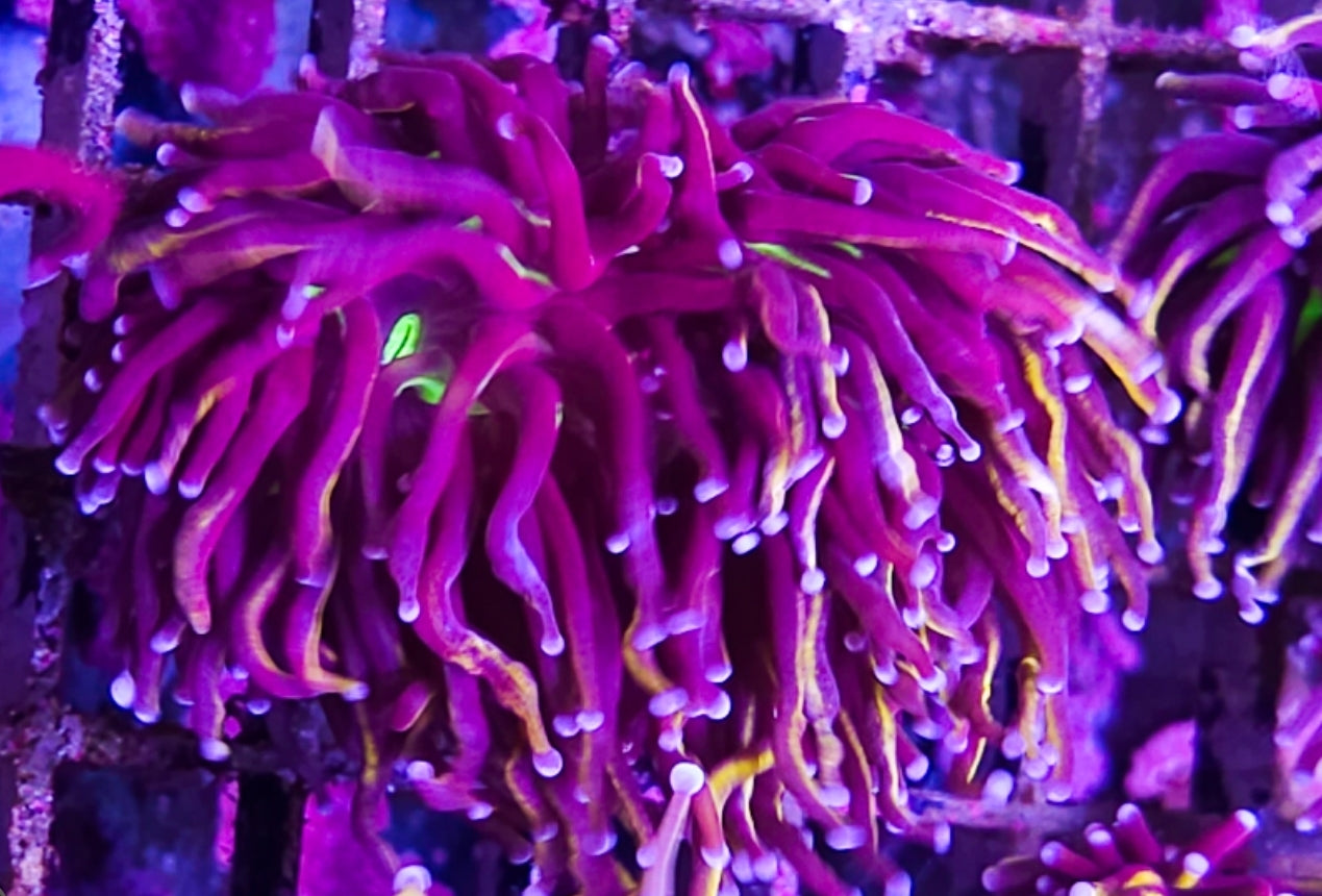 WYSIWYG 2 heads SCC Red Rum Banana Torch coral new
