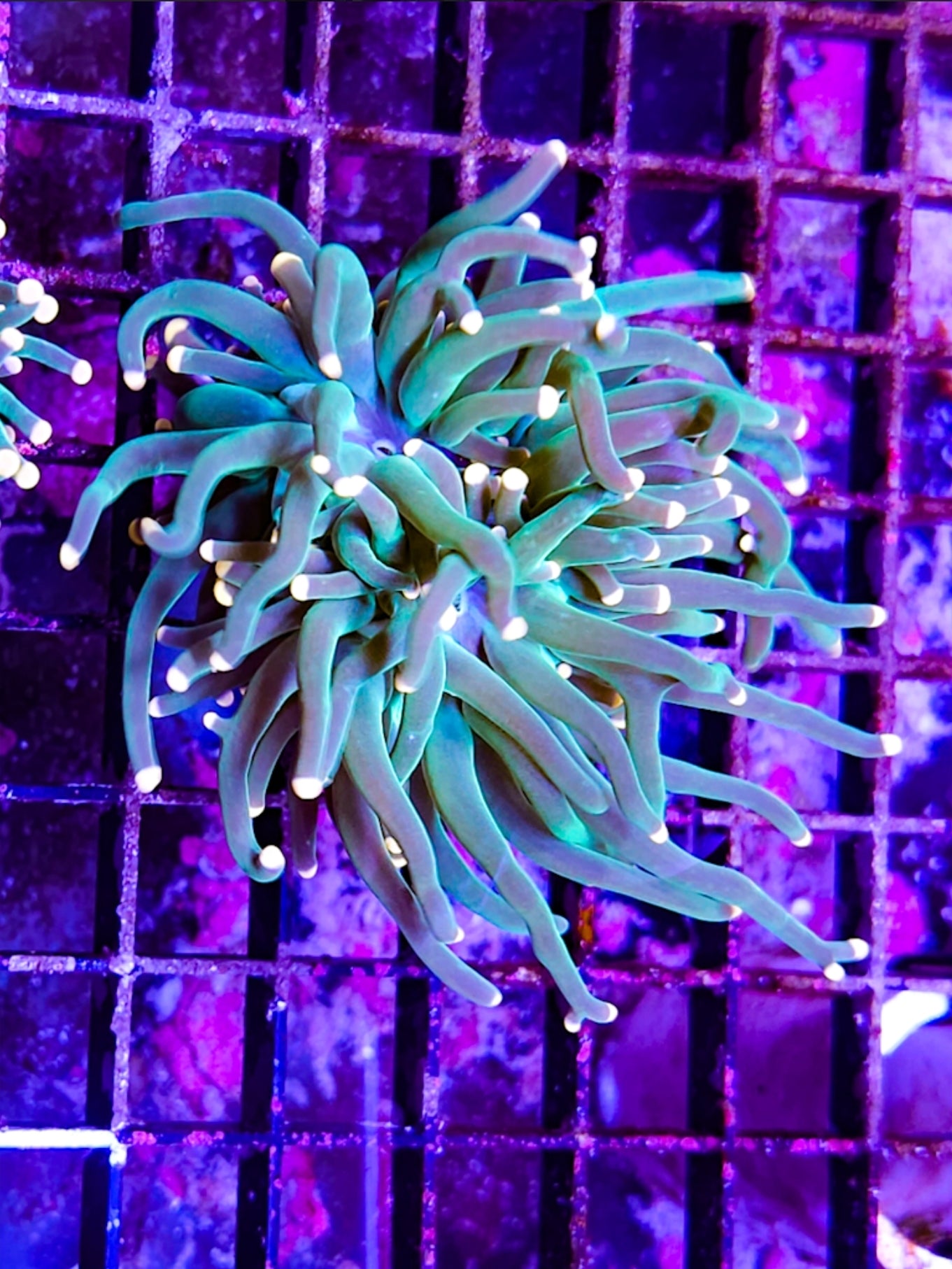 WYSIWYG SCC Lemon Head Torch coral new
