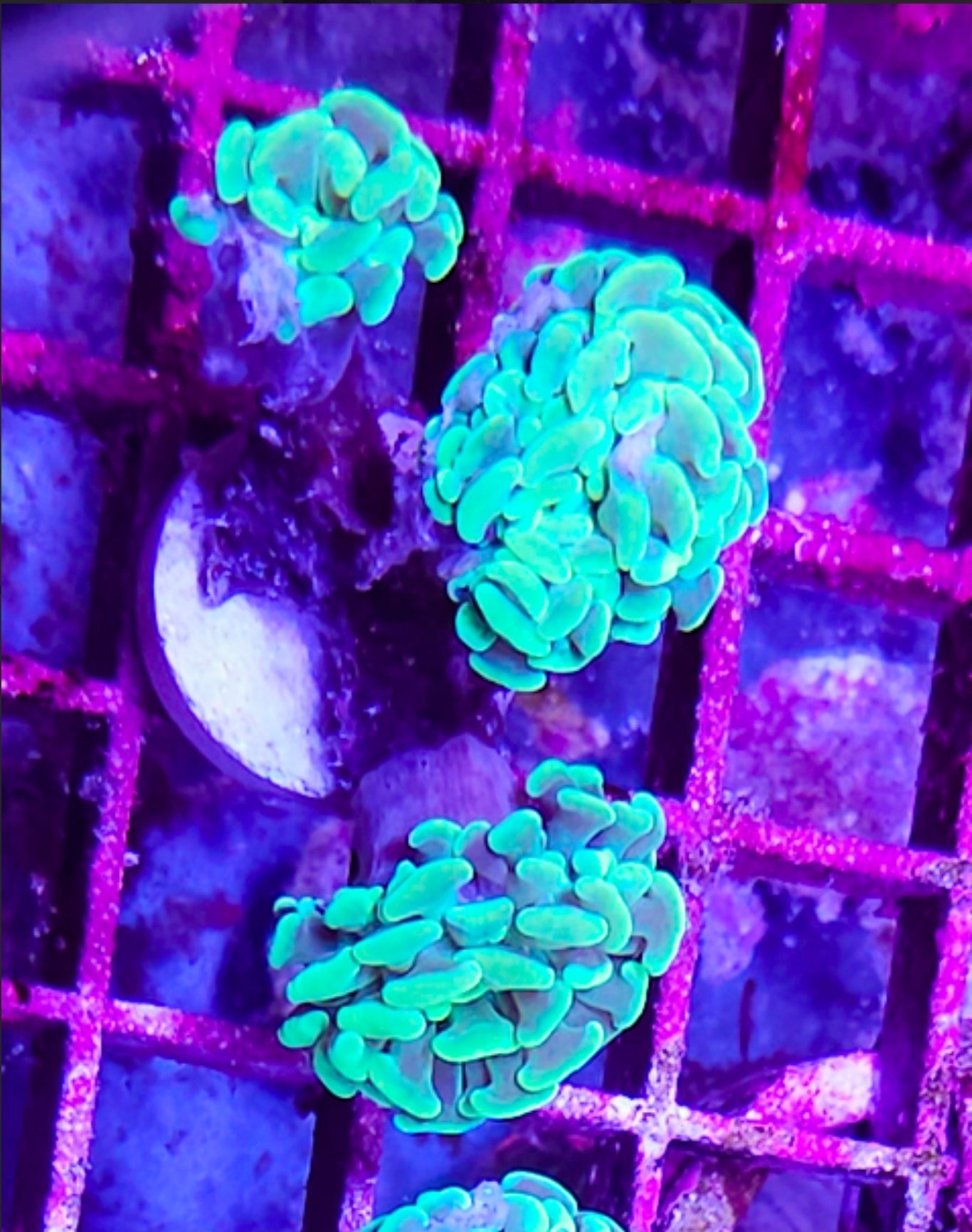 WYSIWYG 3 heads green hammer coral new