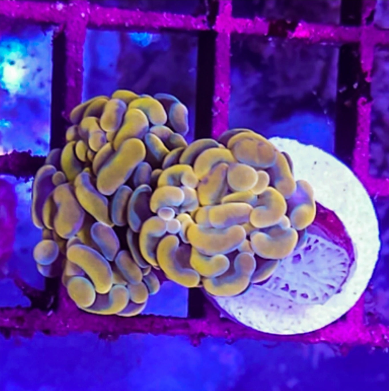 WYSIWYG 2 head HG Hammer coral new