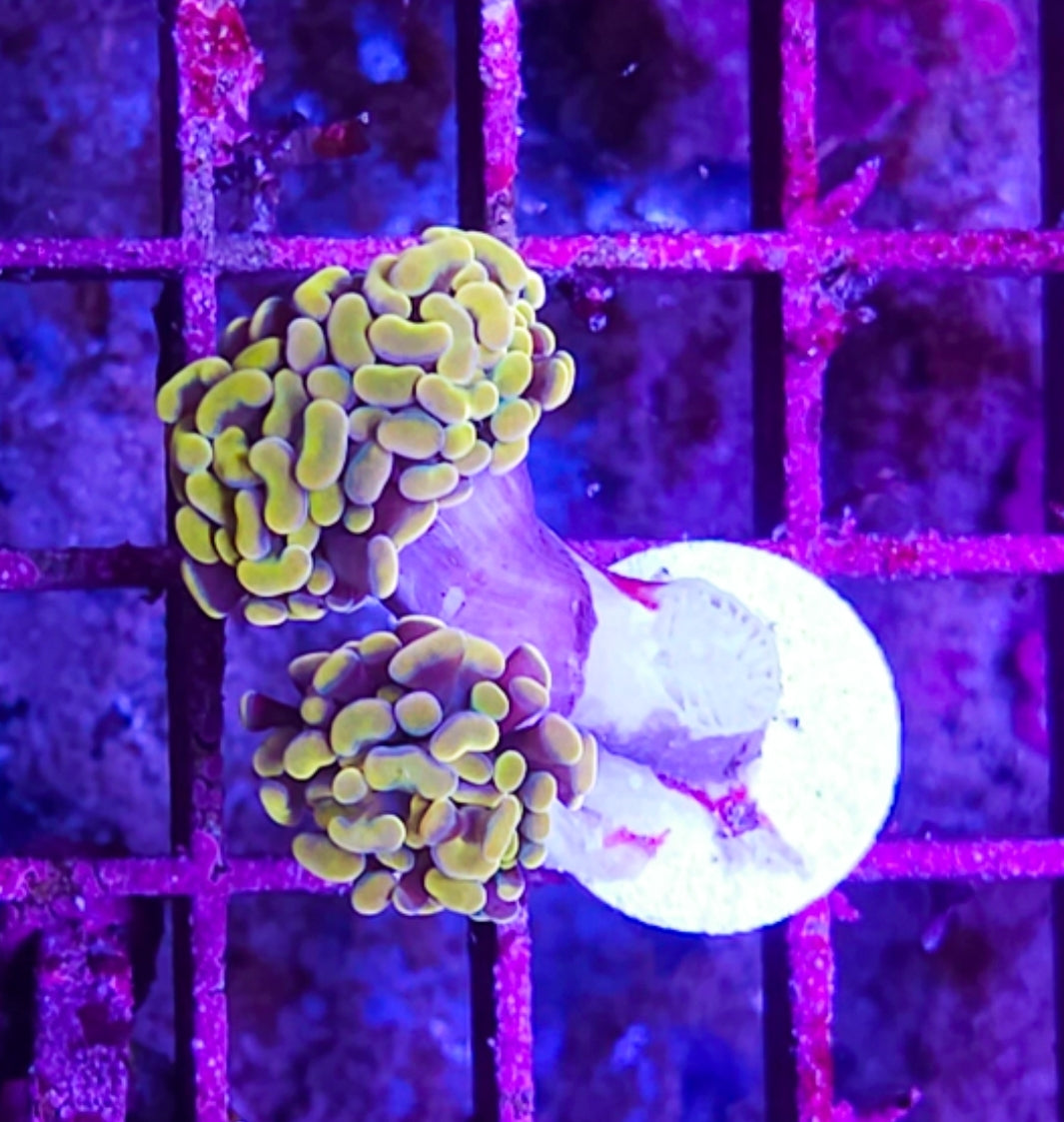 WYSIWYG 2 head HG Hammer coral new