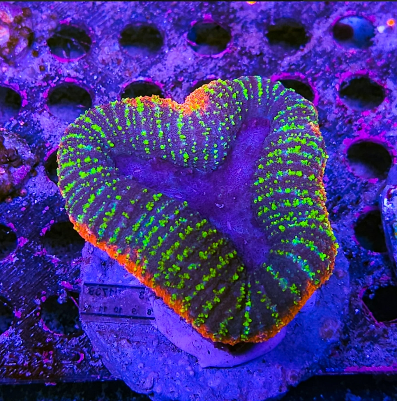 WYSIWYG Ultra Lobo coral new