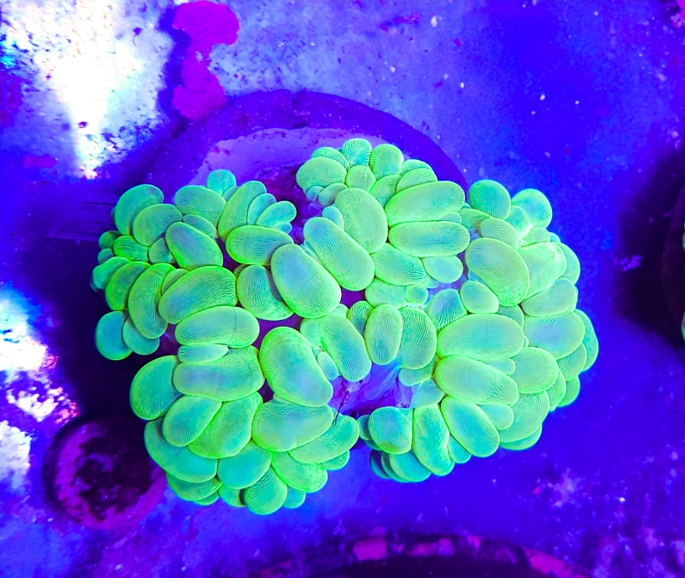 WYSIWYG Neon Green Bubble Coral new