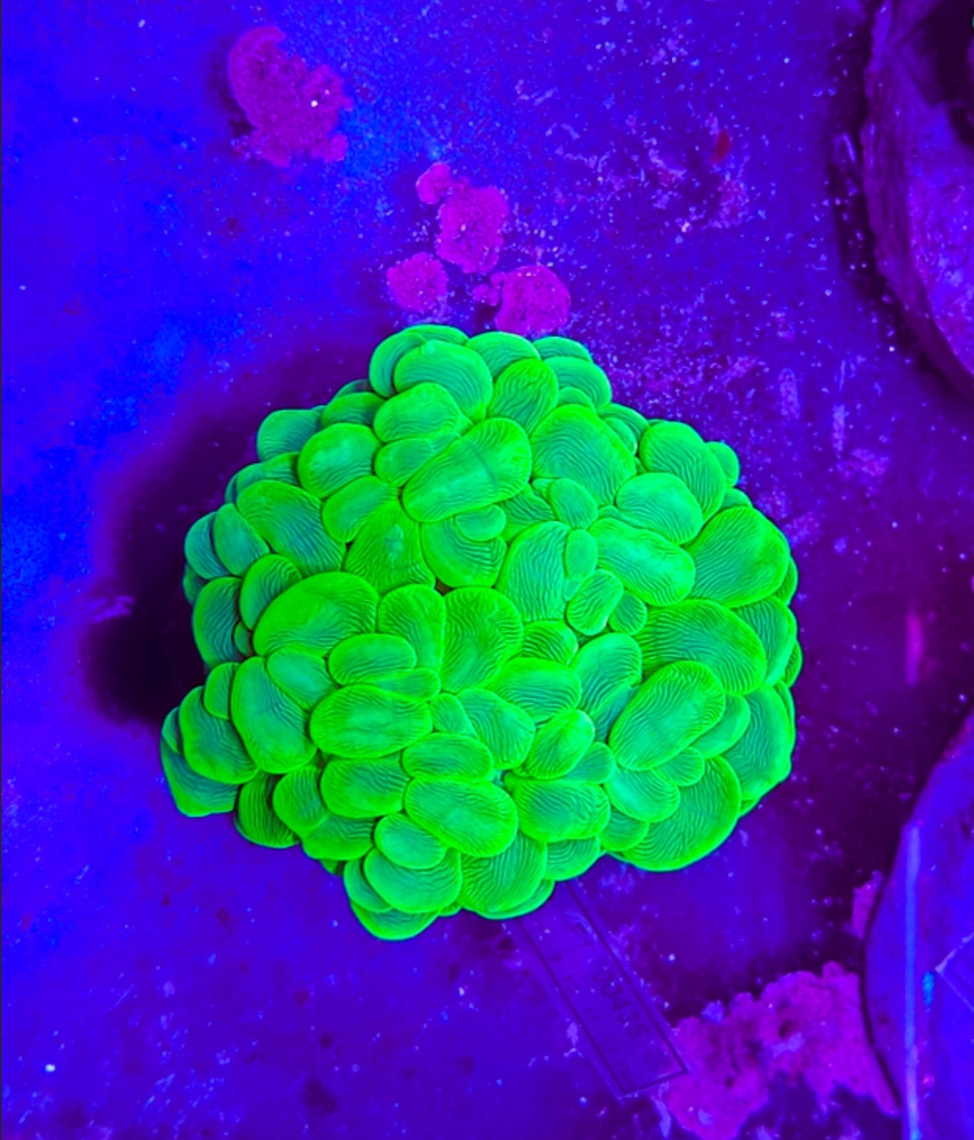 WYSIWYG Neon Green Bubble Coral #1 new