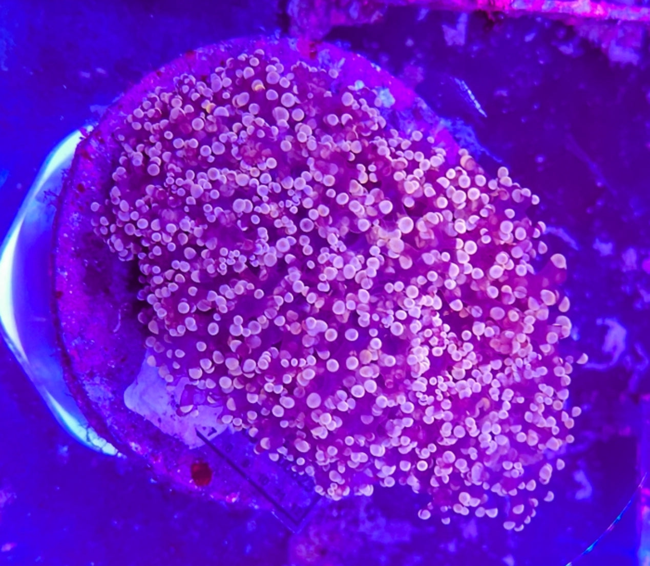WYSIWYG L/G Putat Octospawn 1 head new