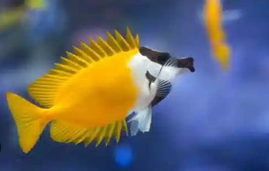 Fox face Rabbit fish m