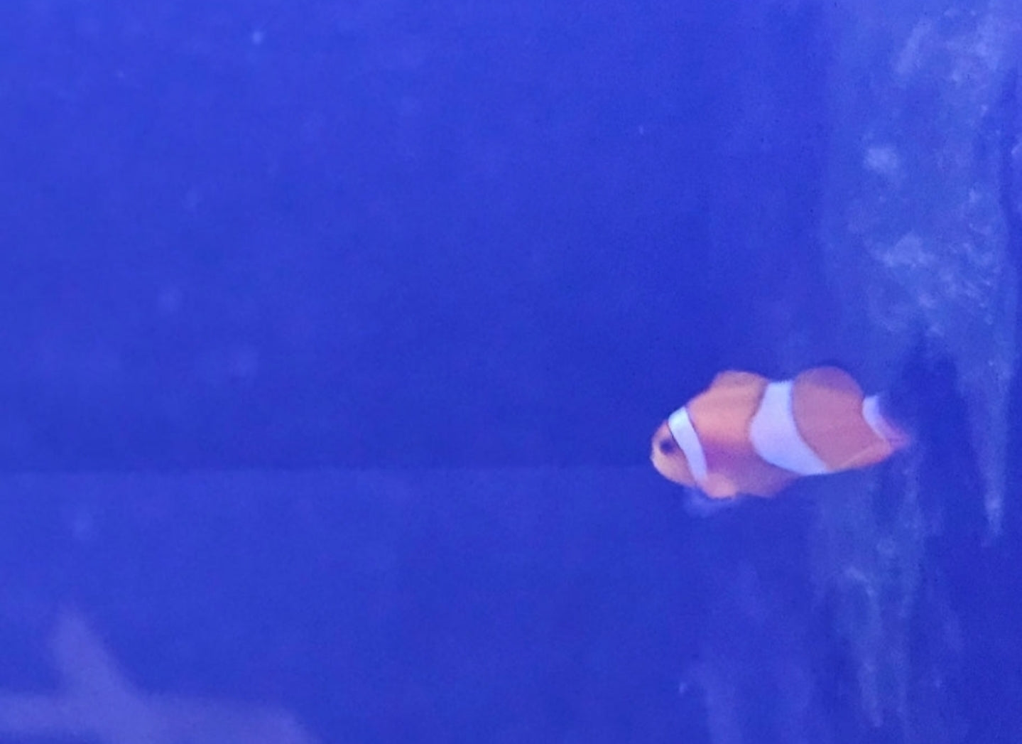 T/R Oclellaris clown fish