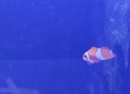 T/R Oclellaris clown fish
