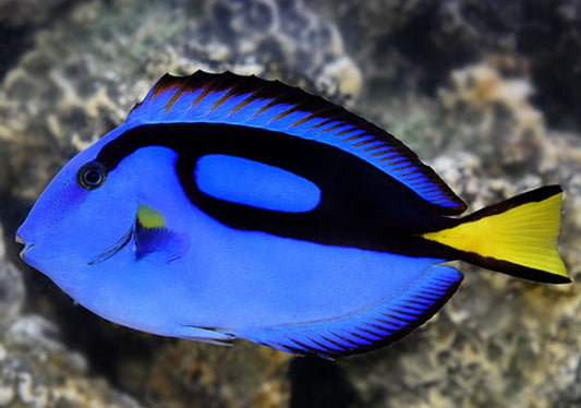 Blue Hippo Tang Small