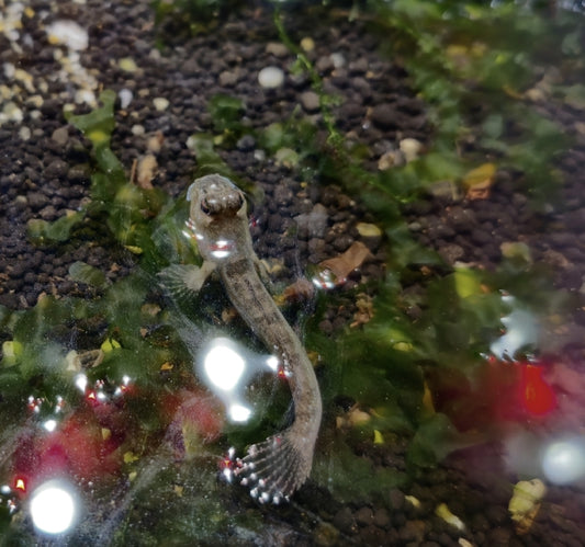 Mudskipper Blue Dragon boddarts