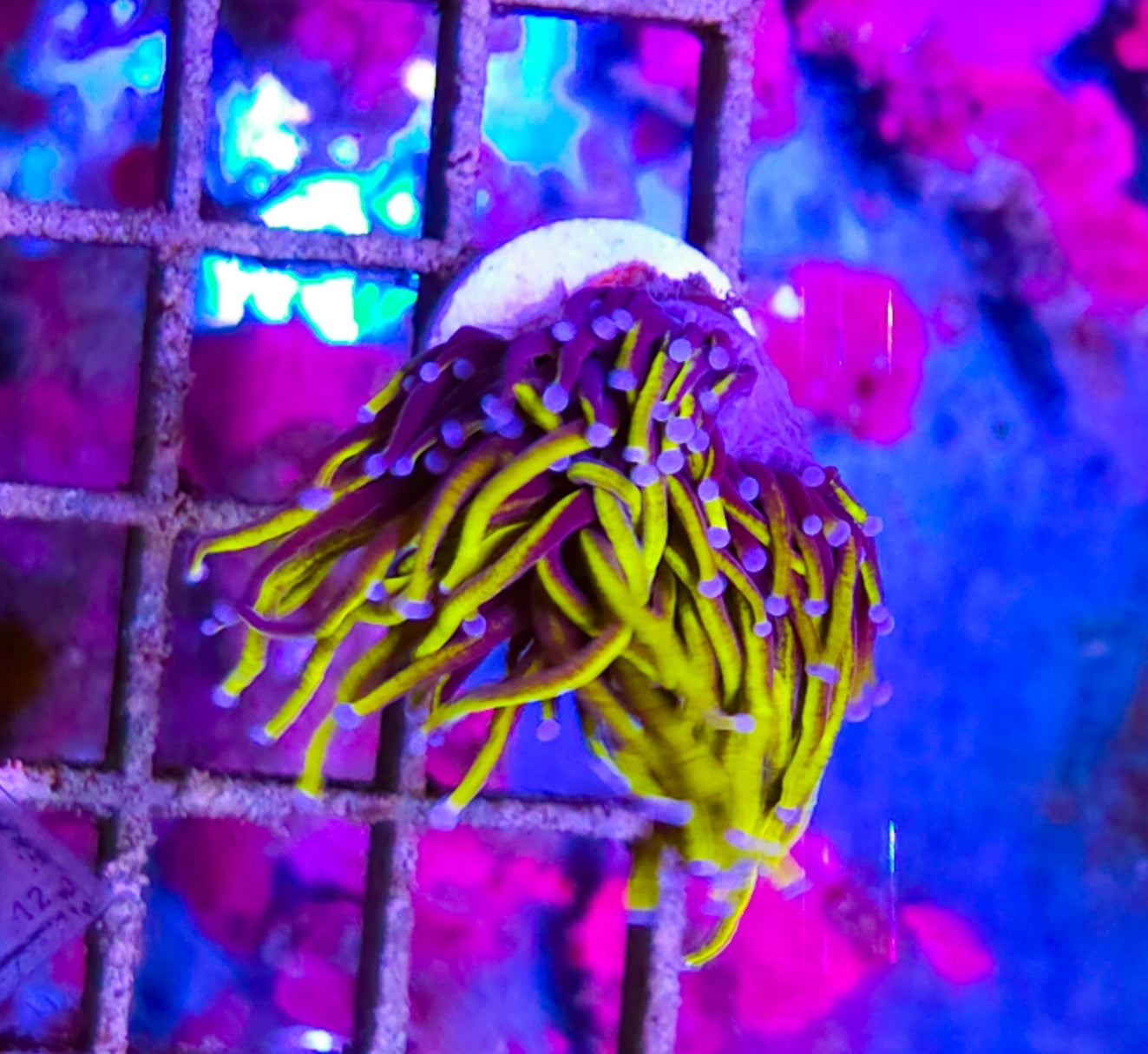 WYSIWYG SCC Ultimate gold torch coral
