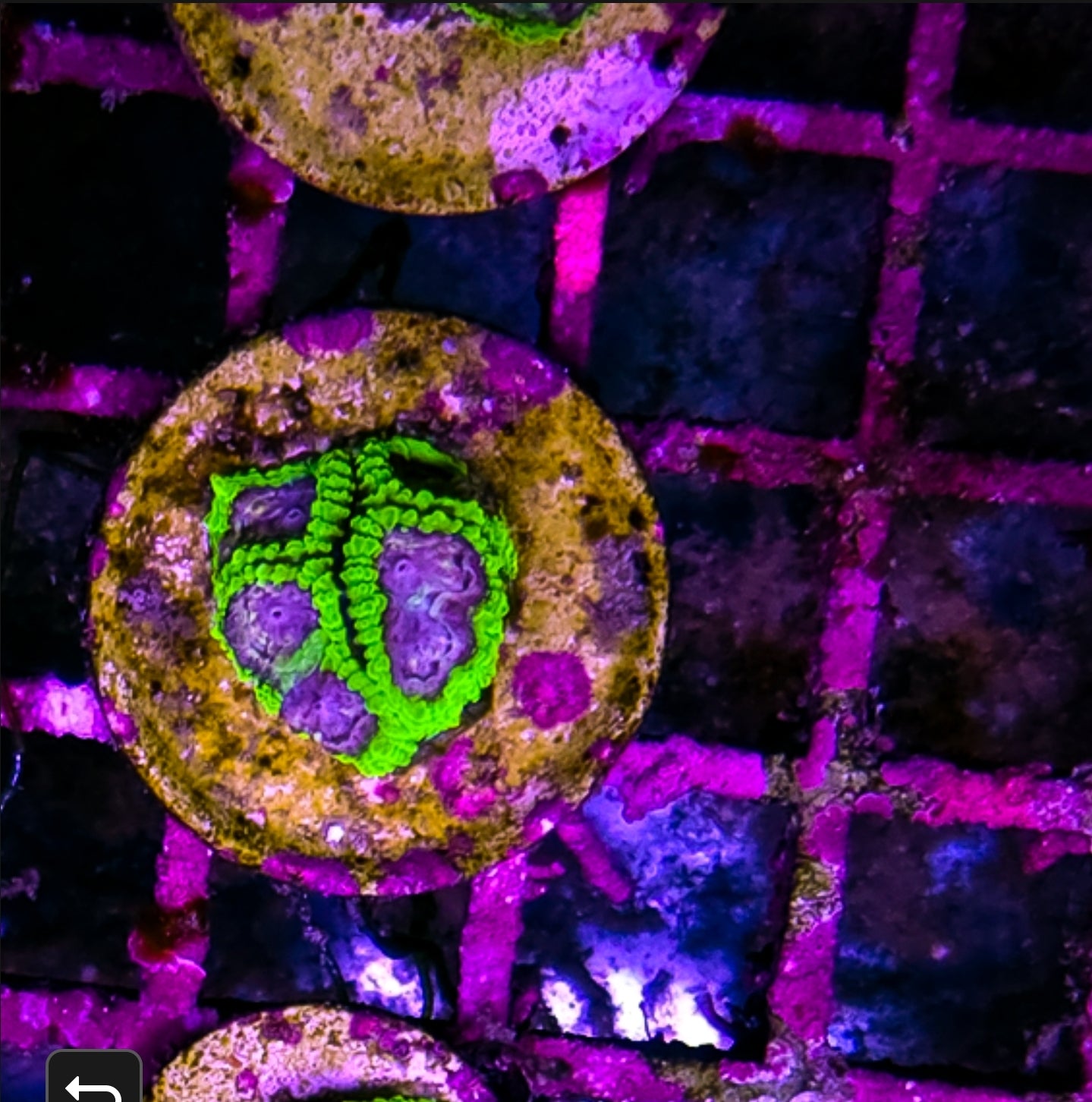 WYSIWYG SCC Thanos Favia coral frag