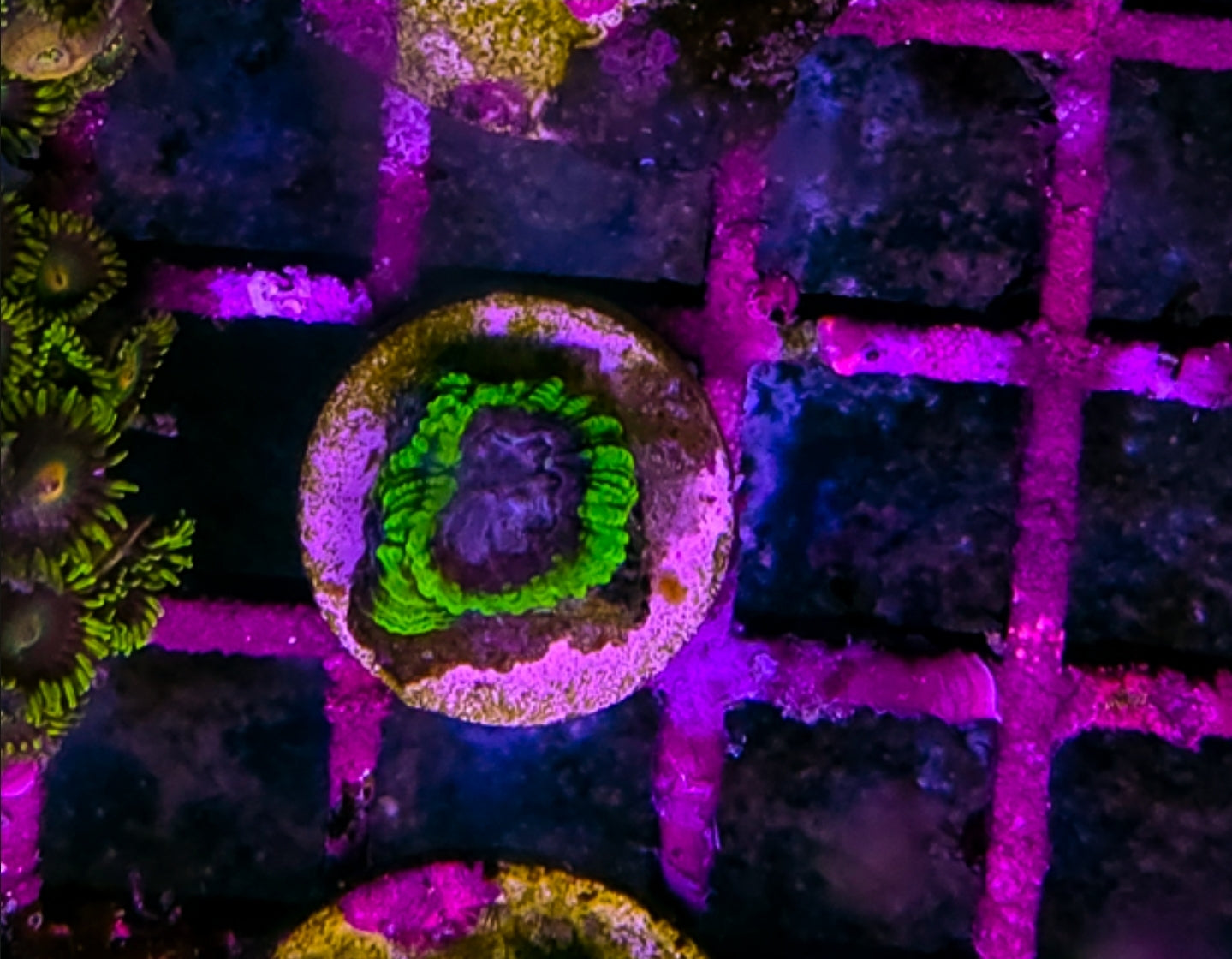 WYSIWYG SCC Thanos Favia coral