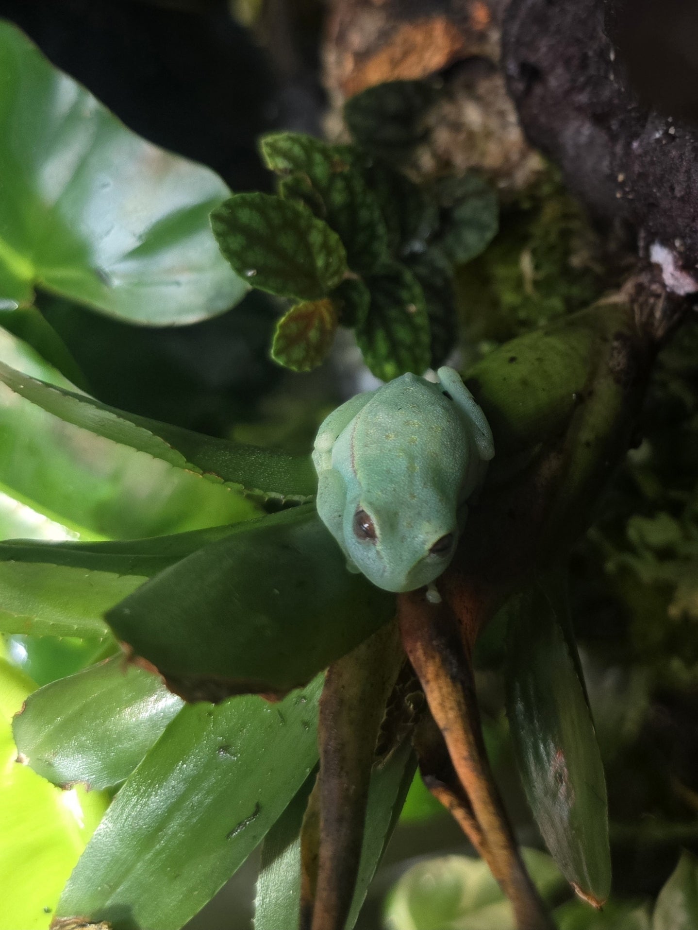 CB Boana Atlantica(Glow in the dark) Tree Frog juvy