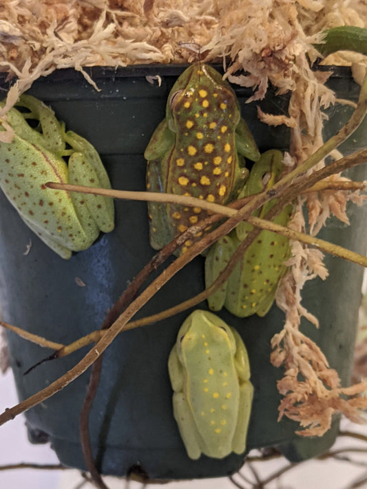CB Boana Atlantica(Glow in the dark) Tree Frog juvy