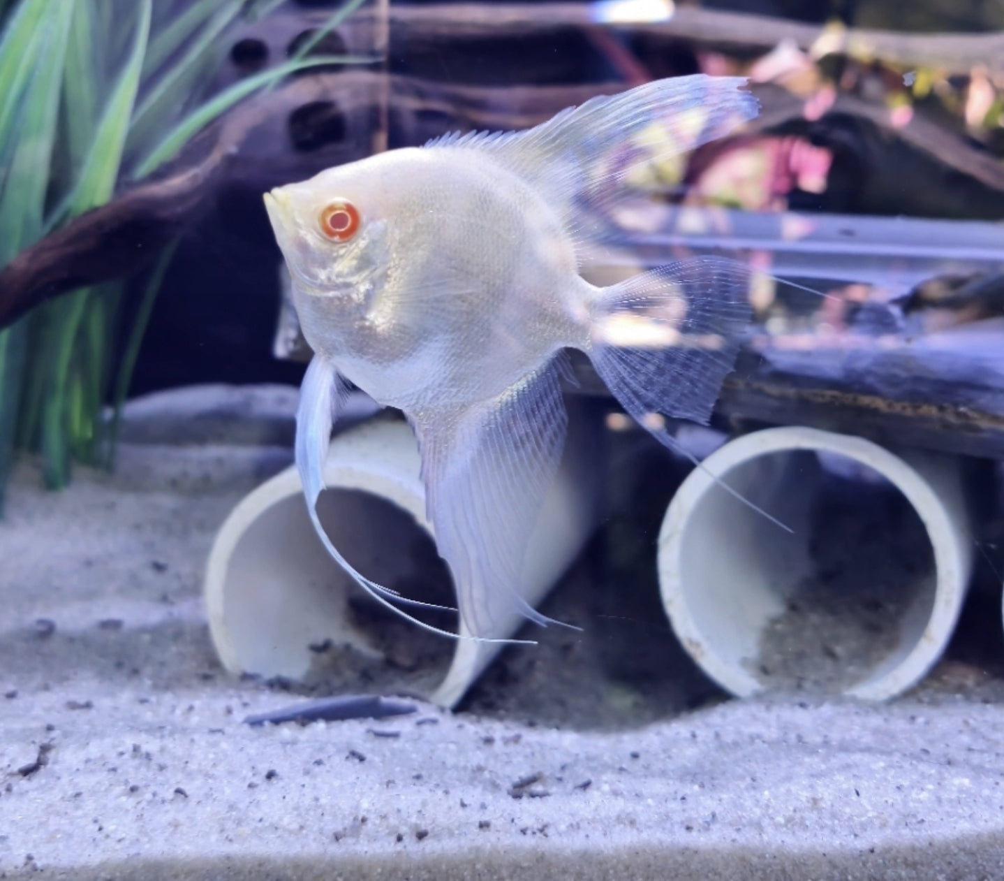 Angel Albino Small