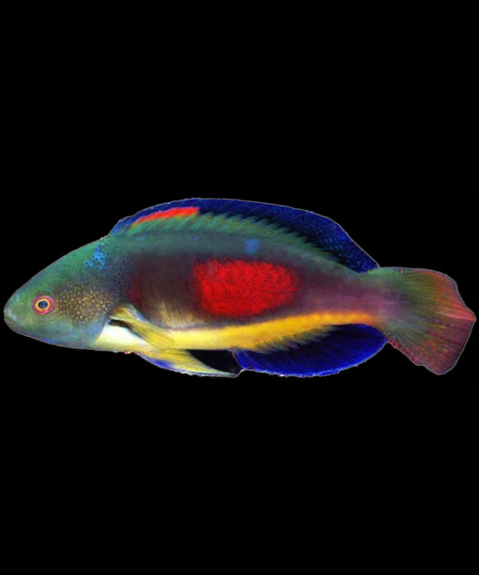 Scott's fairy wrasse
