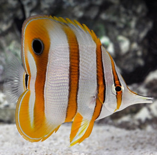 Copperband Butterfly medium