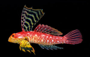 Descriptive image text