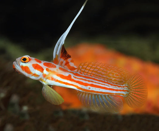 Aquacultured Yasha Goby