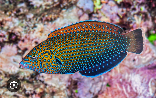 Blue spotted tamarin wrasse