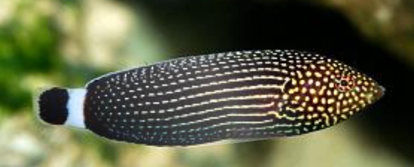 Lined Tamarin Wrasse