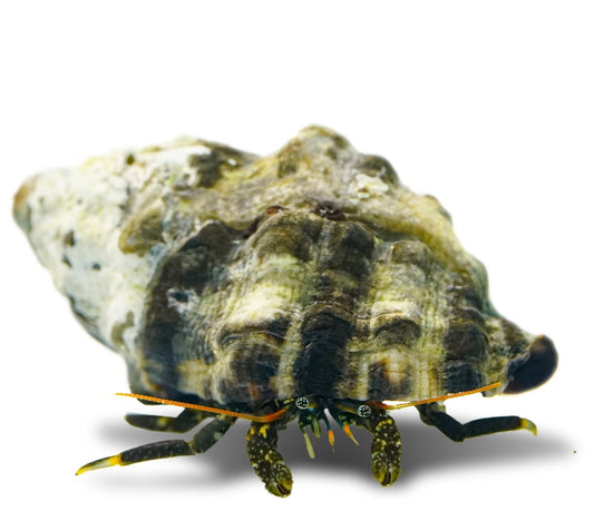 Yellow Tip hermit crab