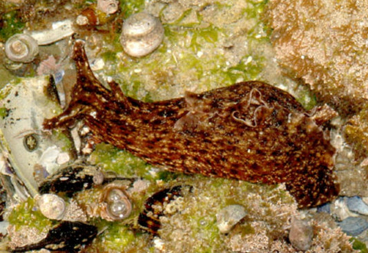 Sea Hair Nudibranche