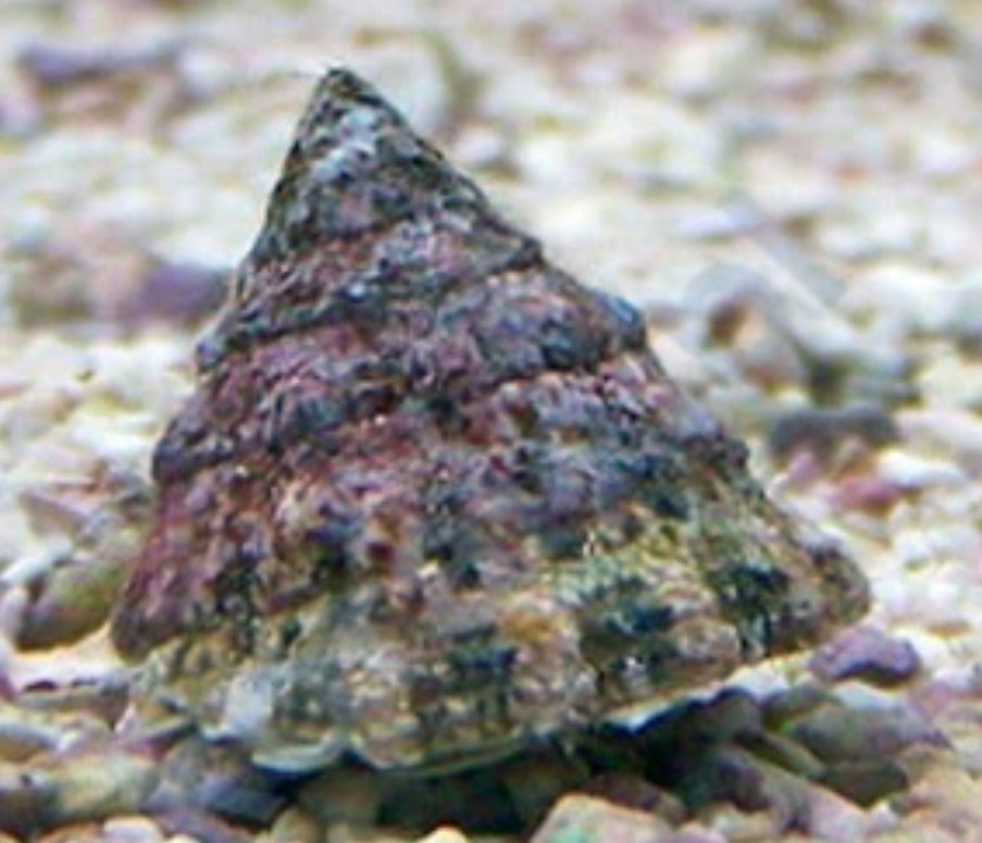 Saltwater Invertibrates