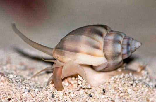 Nassarius snails