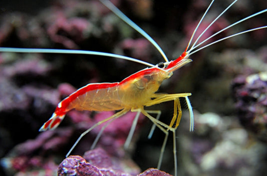 Skunk Cleaner shrimp