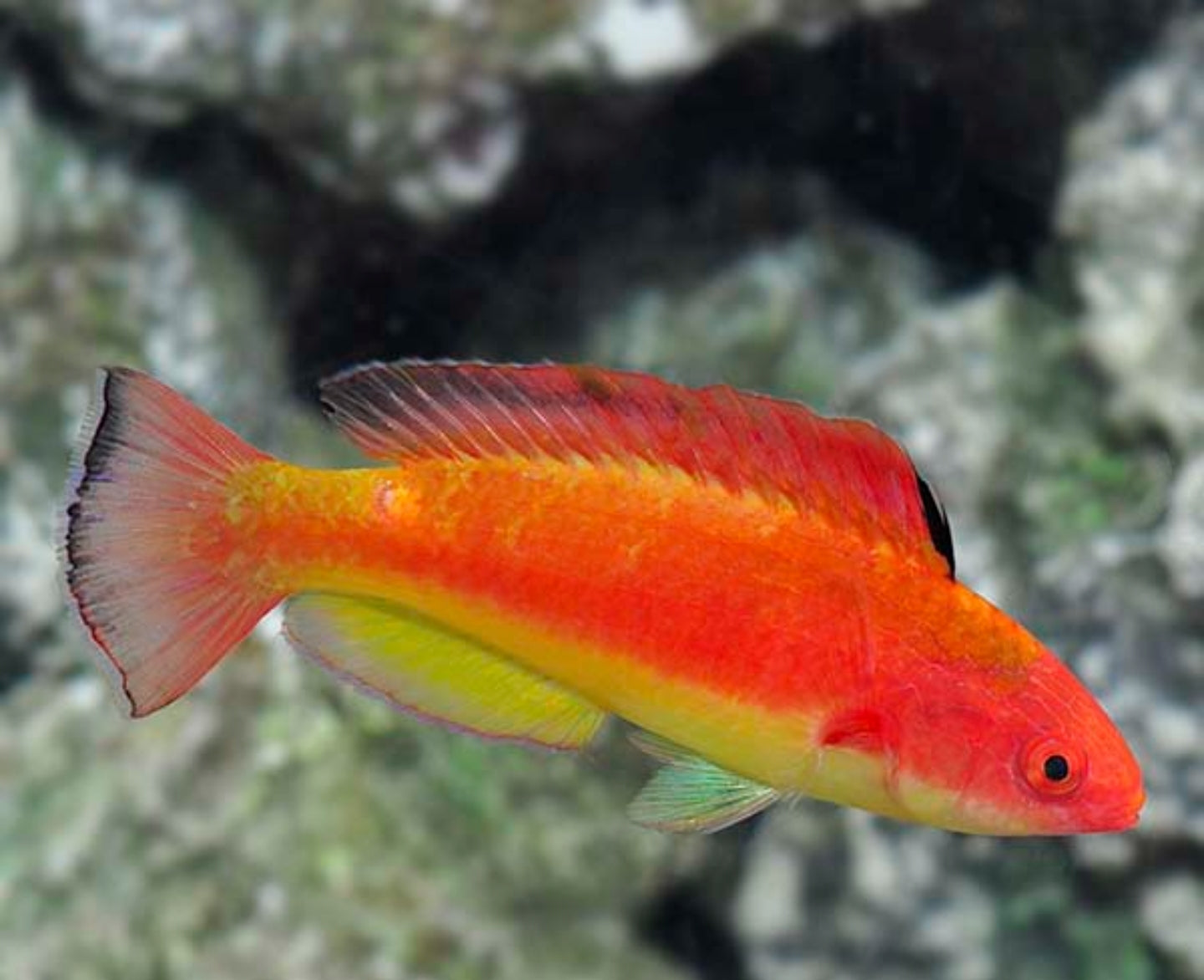 Hooded Flame Wrasse