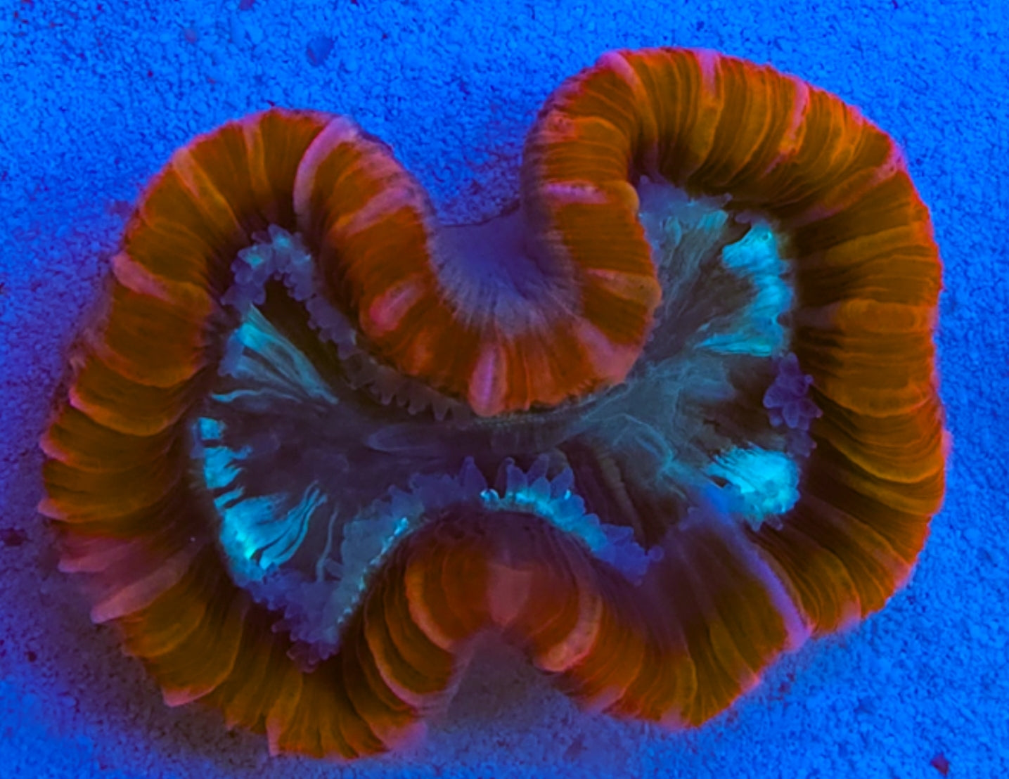 WYSIWYG  open brain/Trachy coral