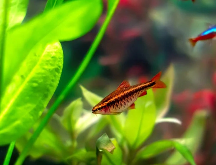 Barb cherry