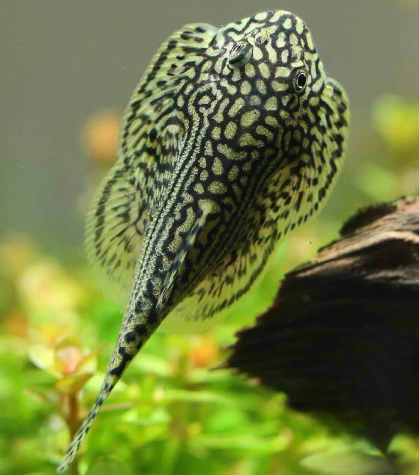 Loach hillstream reticulated