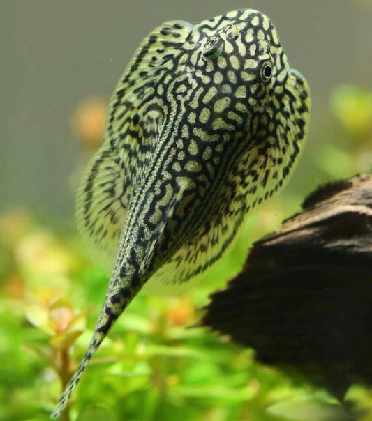 Loach hillstream reticulated